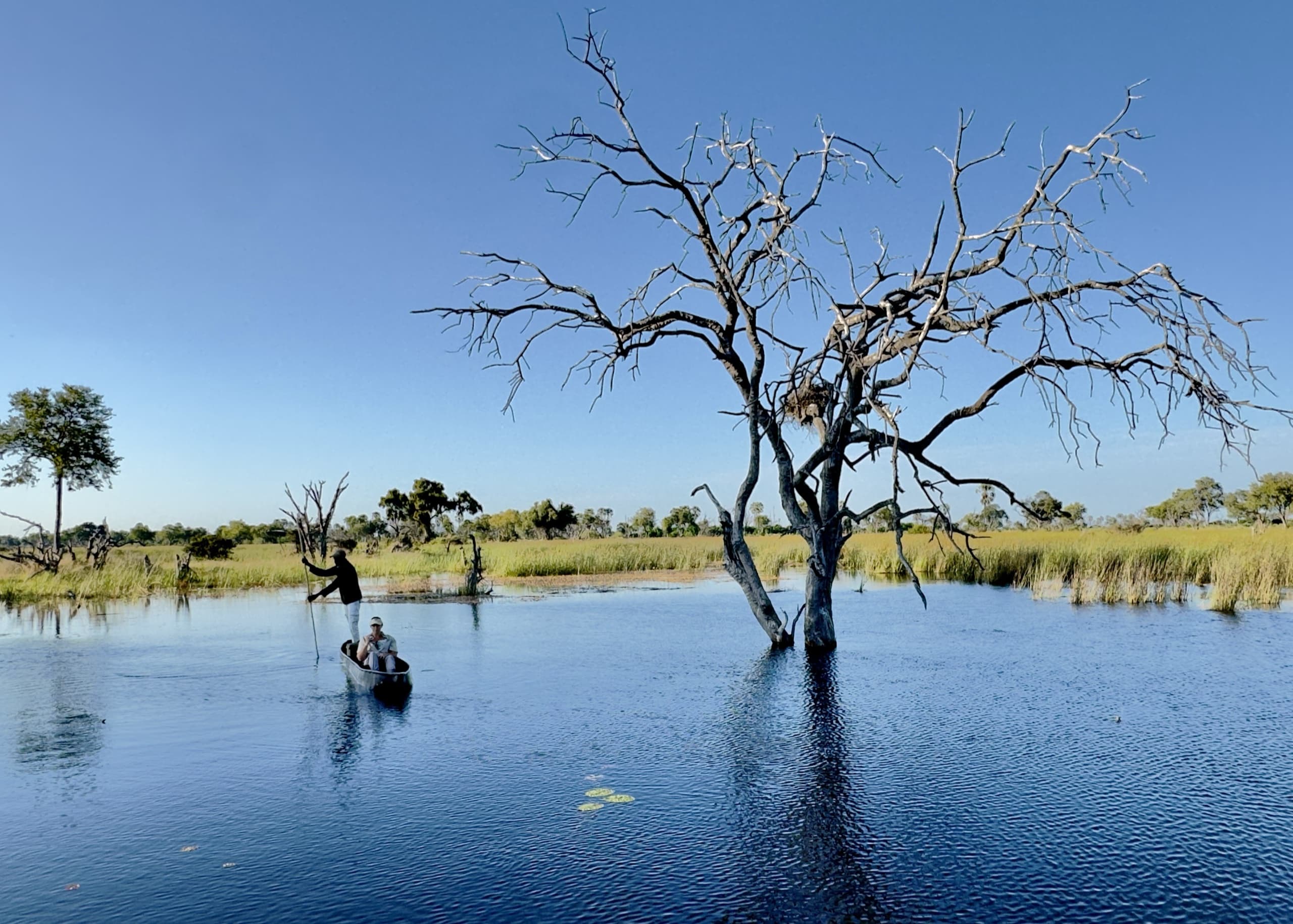 A mokoro being poled through still water past a dead tree in the Okavango Delta