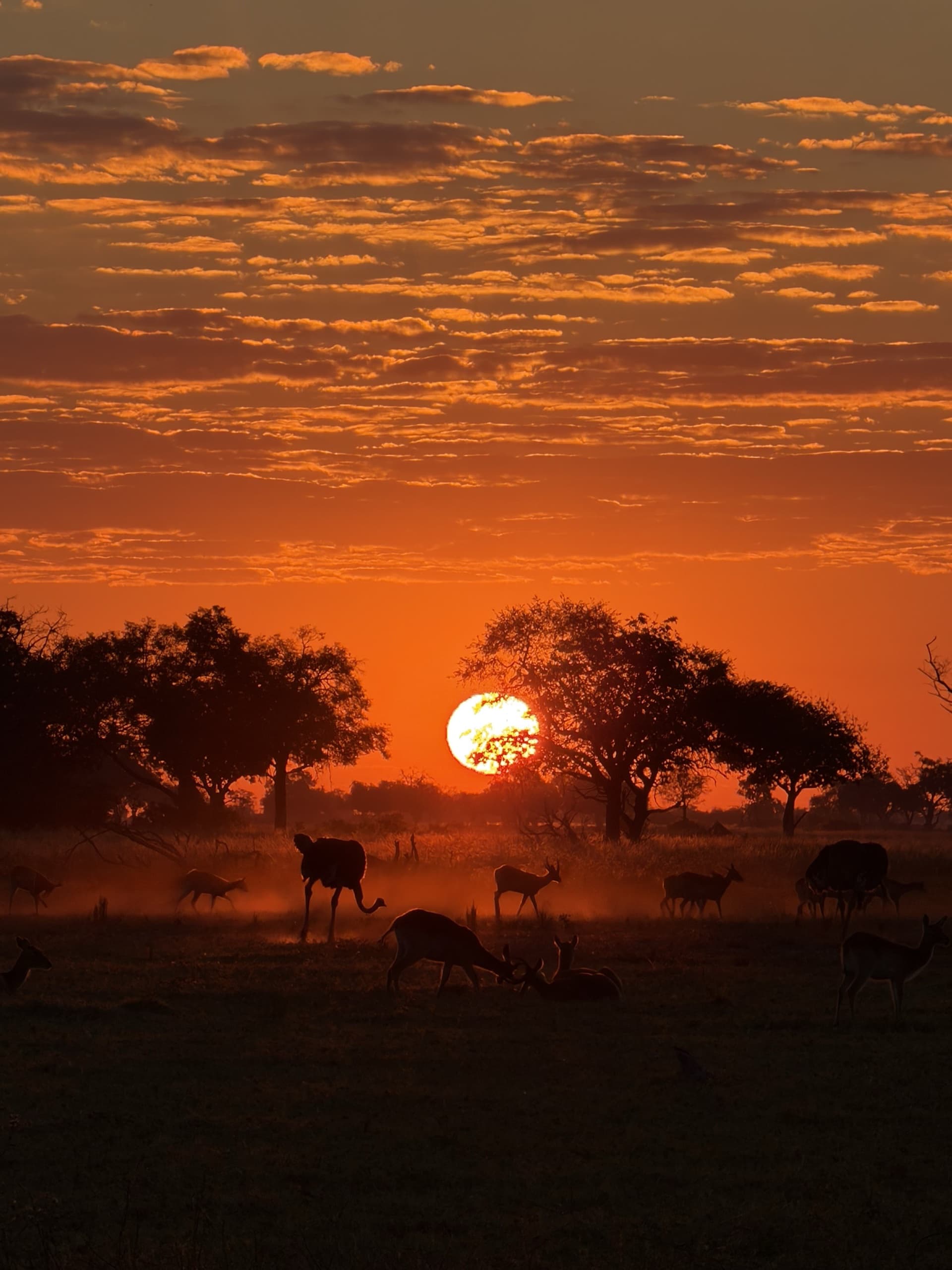 Impalas and an ostrich in silhouette on the pan as the sun goes down behind the acacias